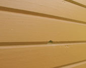 Exterior Wood Siding, Maintained